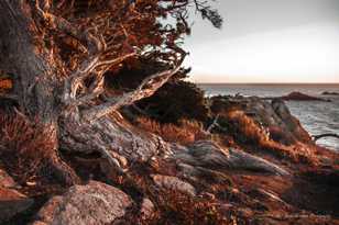 Point Lobos-5956 Point Lobos-5956